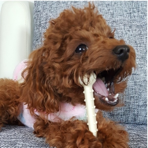 愛犬の 舌なめずり の仕草には どんな意味があるの