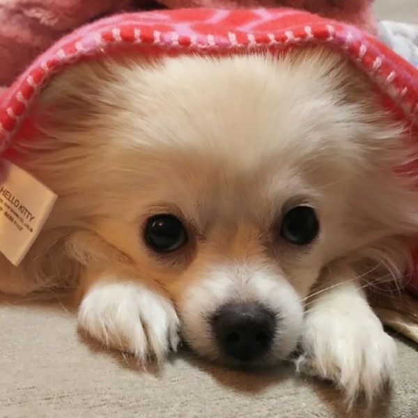 恥ずかしがりやの犬 犬も恥ずかしいっていう感情はある