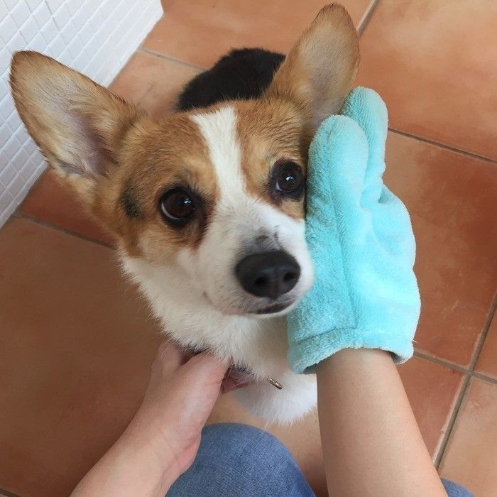 換毛期に気を付けたい肌トラブルとケア方法