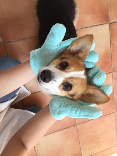 換毛期に気を付けたい肌トラブルとケア方法