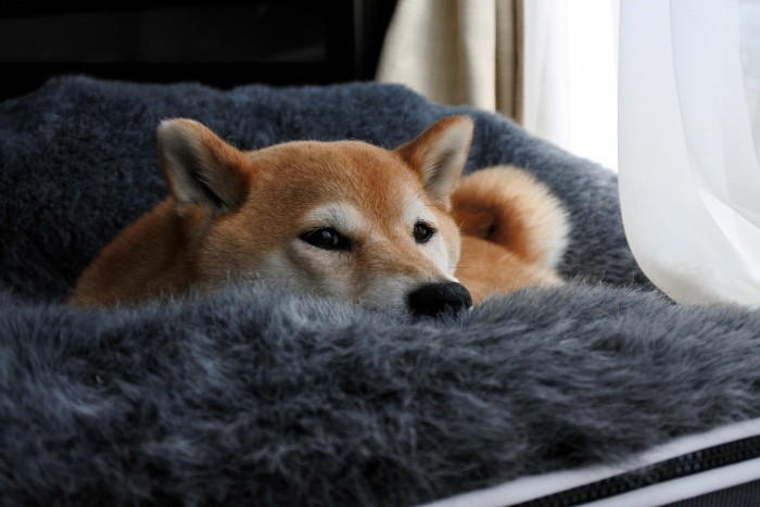 愛犬のお手入れをもっと簡単に 足拭き 耳掃除 歯磨き