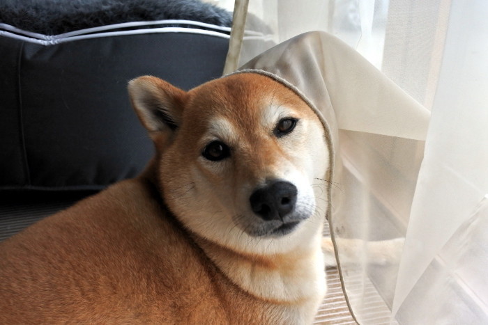 愛犬のお手入れをもっと簡単に 足拭き 耳掃除 歯磨き