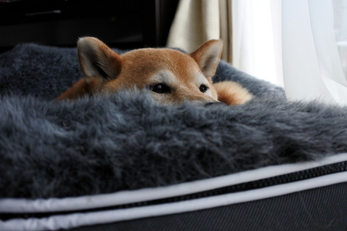 ごほうびのおやつ ほとんどの飼い主さんはあげすぎていた