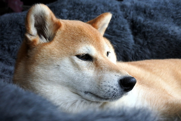 愛犬のお手入れをもっと簡単に 足拭き 耳掃除 歯磨き