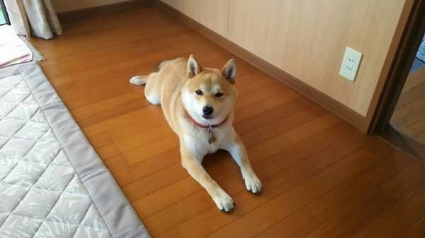 愛犬のお手入れをもっと簡単に 足拭き 耳掃除 歯磨き