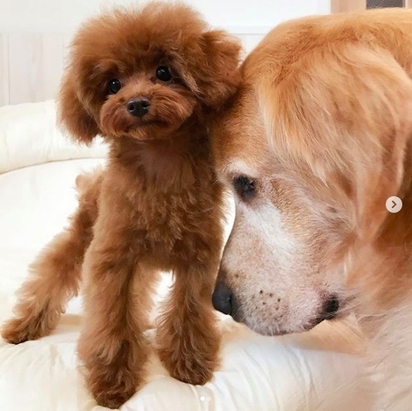 トイプーのかわいさ引き出す カット 4選 マネしたくなるこだわりに注目 トイプーのかわいさ引き出す カット 4選 マネしたくなるこだわりに注目