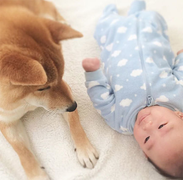 専門家が解説 赤ちゃんに優しくする犬の心理とは