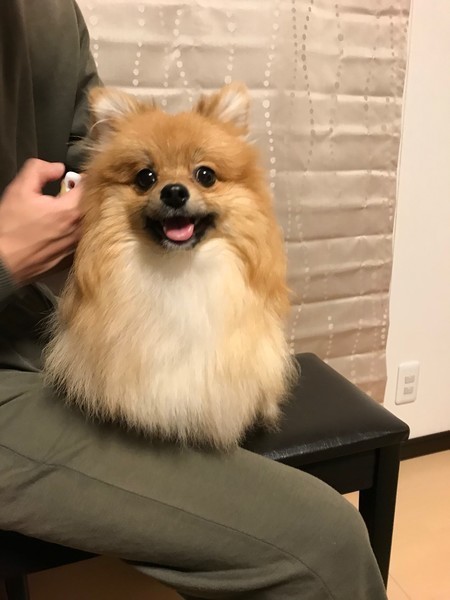 ドライヤーは犬によくないの 犬にまつわる常識を判定