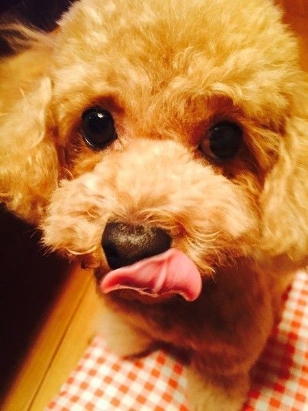 愛犬が ペロペロ となめてくるその意外な理由とは 愛犬が ペロペロ となめてくるその意外な理由とは