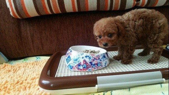 獣医師が教える 室内犬のケージ飼いのメリットや留守番のコツなど
