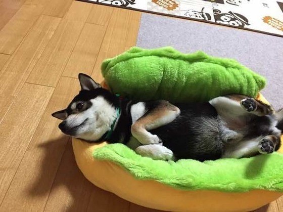 専門家が解説 犬がじゃらしで遊ばない決定的な理由