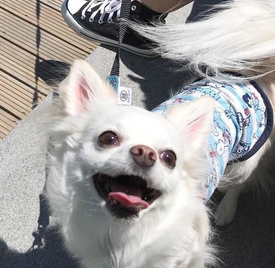 専門家が解説 犬がじゃらしで遊ばない決定的な理由