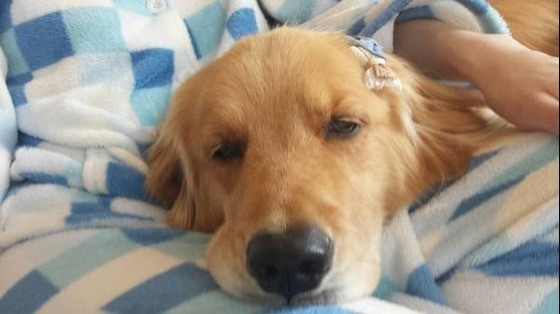 犬がテンション高めのときによくするしぐさって