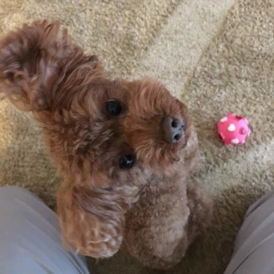 犬がテンション高めのときによくするしぐさって