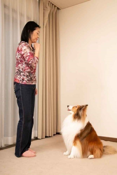 愛犬との アイコンタクト トレーニングで吠えない犬に 愛犬との アイコンタクト トレーニングで吠えない犬に
