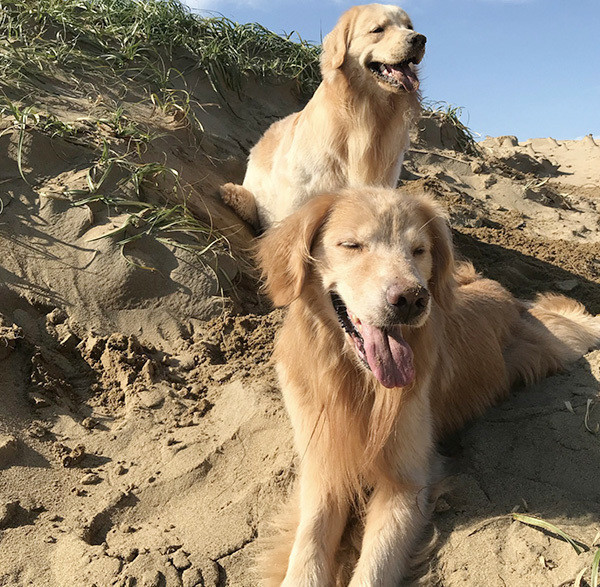 今まで頑張ったからー元繁殖犬 華丸くんの名前への思い