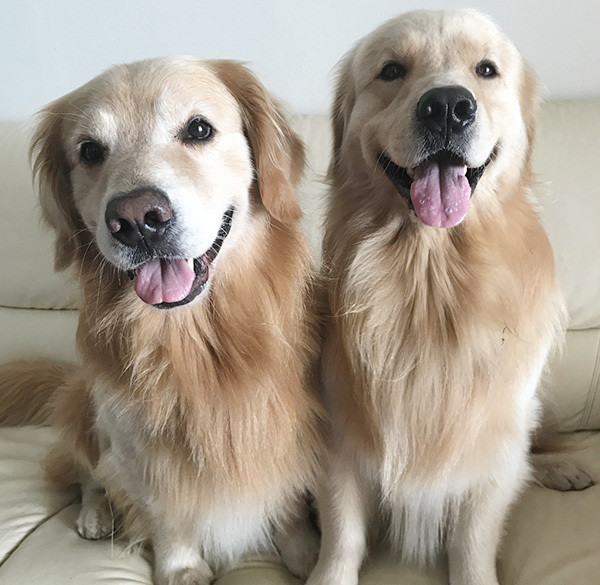 今まで頑張ったからー元繁殖犬 華丸くんの名前への思い