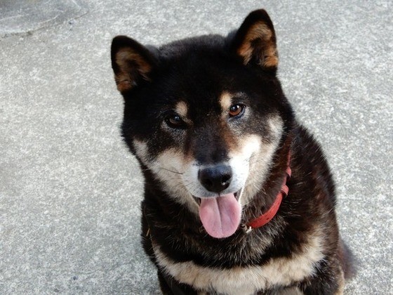 愛犬があなたに 大好き と伝えているしぐさ 一見そっけない行動も