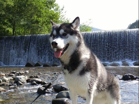 獣医師監修 シベリアン ハスキーの毛色の種類 抜け毛対策や飼い方