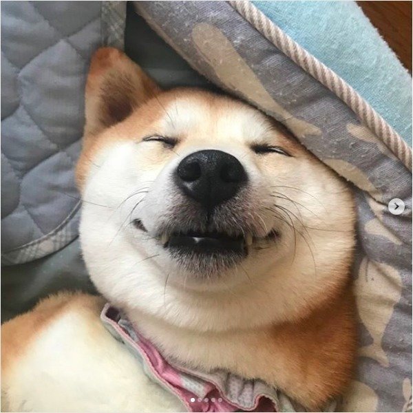 口角上がっちゃう ワンコスマイル が癒し系すぎるッ いぬのきもちnews 口角上がっちゃう ワンコスマイル が癒し系すぎるッ いぬのきもちnews