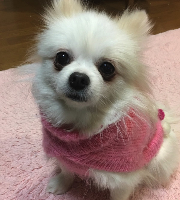 カットで際立つ ポメラニアンのたぬき顔 きつね顔の魅力