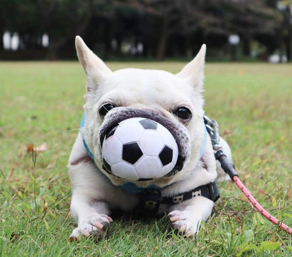 お口が大変なことに ワンコの姿に大反響 D