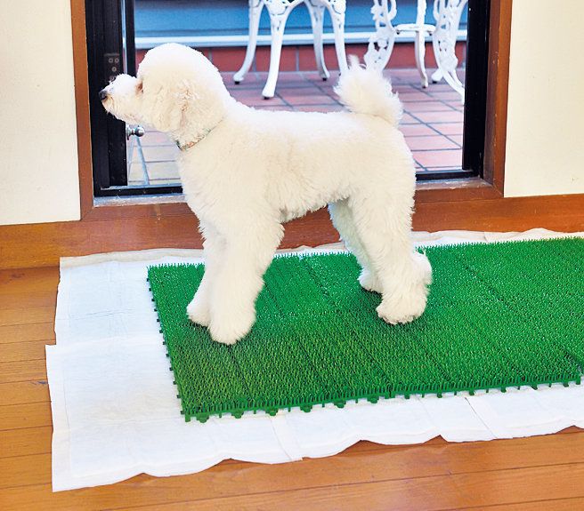 我慢してるかも 留守番 散歩時のトイレのお悩み相談室