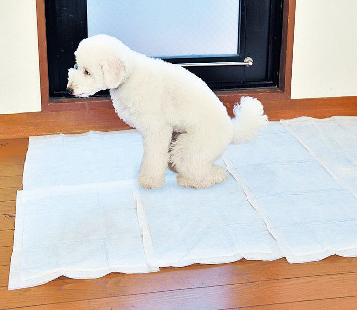 我慢してるかも 留守番 散歩時のトイレのお悩み相談室 我慢してるかも 留守番 散歩時のトイレのお悩み相談室