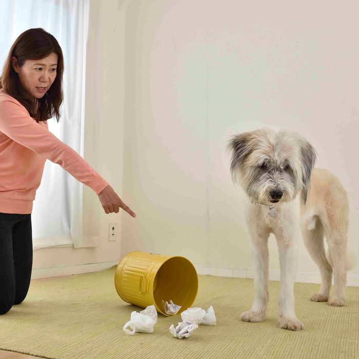 罪と罰 犬にも罰を与えたほうがいいのか