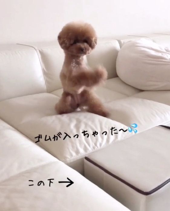 ヘアゴムをとりたいワンコの 作戦 がかわいすぎた