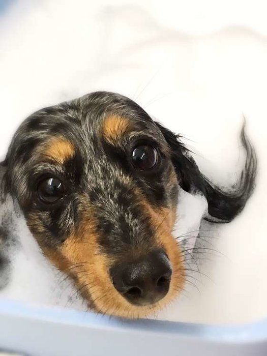 犬に与えてokな5つの 白い飲み物 って