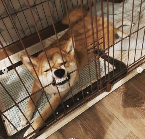 かわいいワンコが やさぐれる と どうなる