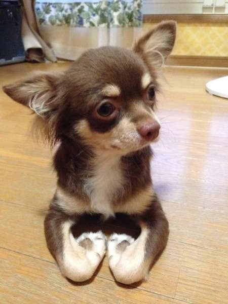 犬が前足を グニッ と曲げる理由について 先生の解説