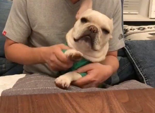 夢はプロドラマー プロ顔負けの犬の表情が スゴすぎる 夢はプロドラマー プロ顔負けの犬の表情が スゴすぎる