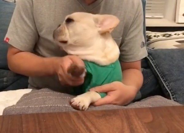 夢はプロドラマー プロ顔負けの犬の表情が スゴすぎる 夢はプロドラマー プロ顔負けの犬の表情が スゴすぎる