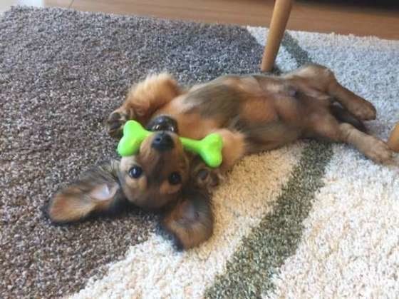 うれションしやすい犬の特徴は やめさせる方法もご紹介
