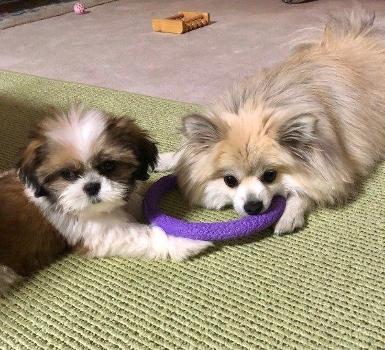 犬が逆立ちしてオシッコする理由を獣医師に聞いてみた