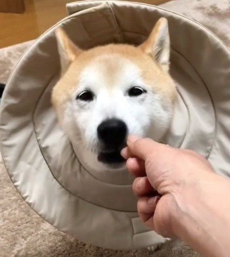りんごをムシャムシャ食べるワンコたちが可愛すぎる