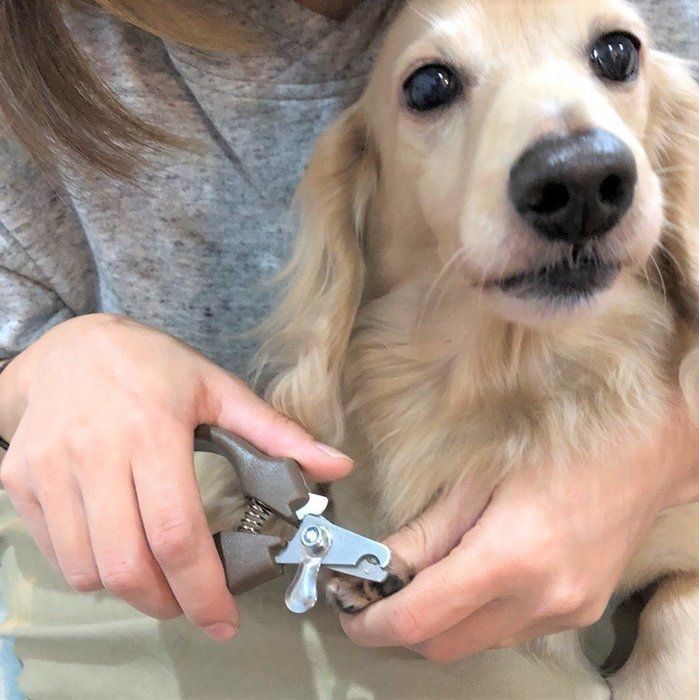 ダイソーの便利な犬のお世話グッズ 体験ルポまとめ いぬのきもちnews