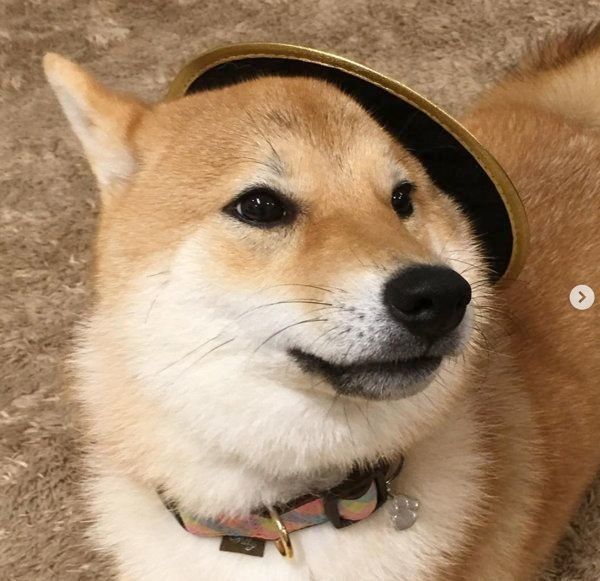 パパに褒めてほしすぎて なんでも フセ をする柴ワンコ