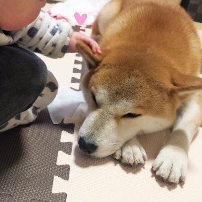 モフモフ柴とプニプニ娘 第2話 耳フェチな娘