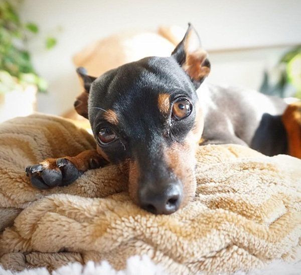 冬に出没する ストーブ犬 暖房を正しく使えてる