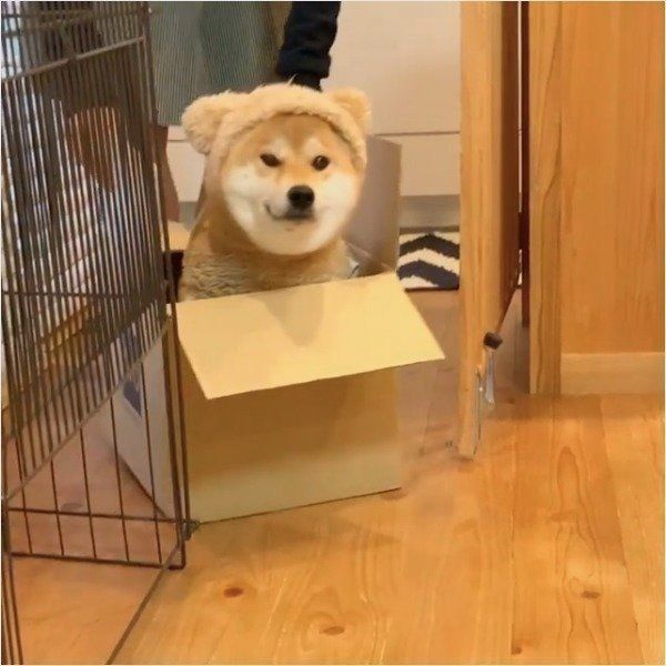 ドヤ顔が悶絶級のかわいさ 着ぐるみ犬 柴っクマ 現る いぬのきもちnews