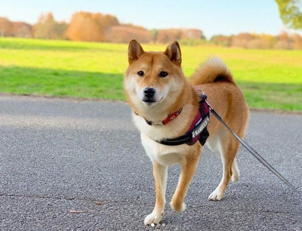 あるもの を守りたくて オコ顔になっちゃう柴犬