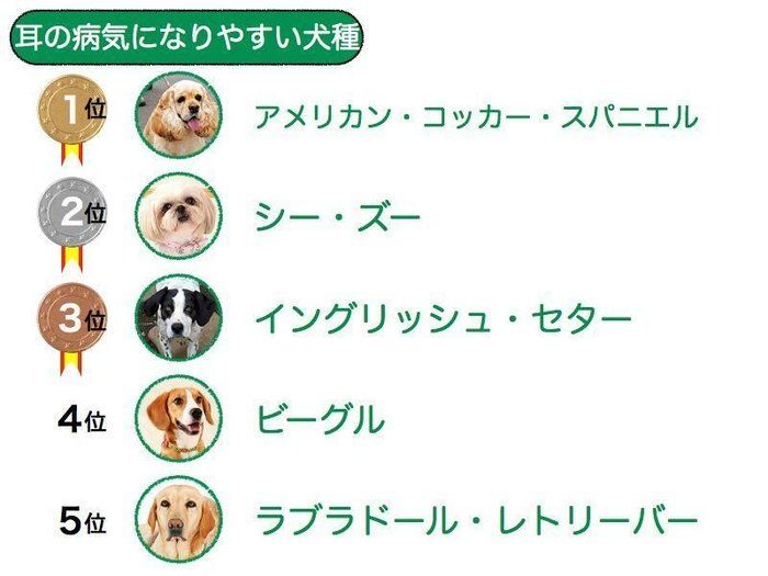 長生きしやすい犬種ランキング １位の理由は いぬのきもちnews
