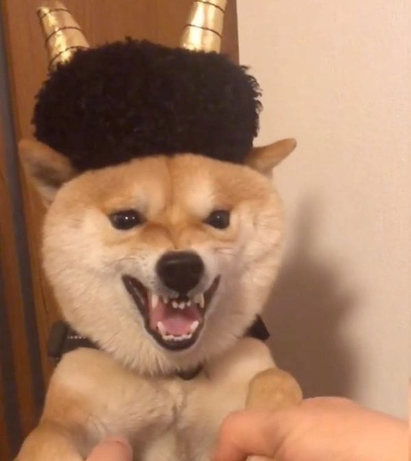 怒ってるだけじゃない 犬が ムキ顔 をする理由とは