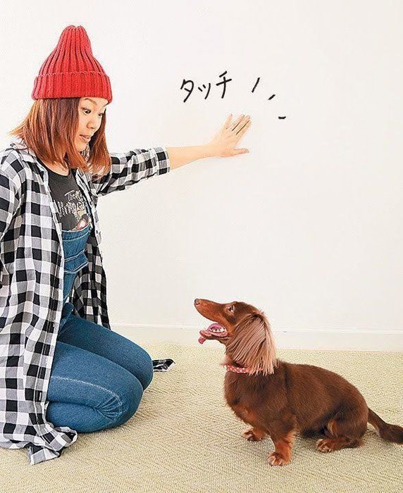 冬の犬の散歩 静電気防止 汚れ落としブラッシング法 冬の犬の散歩 静電気防止 汚れ落としブラッシング法