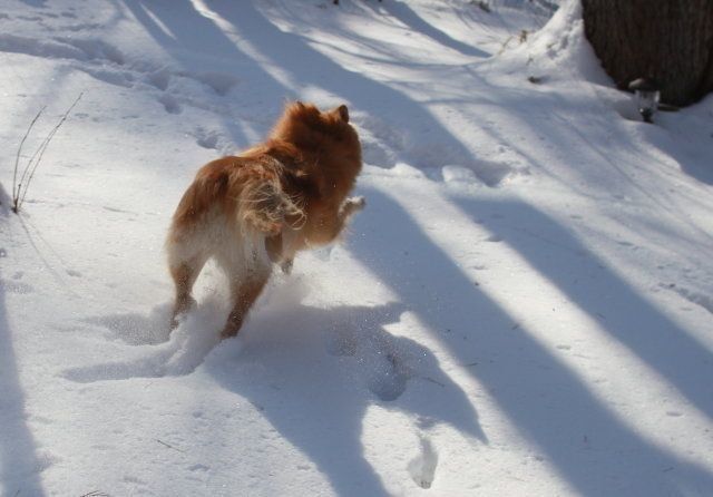 庭駆け回る大福 穴澤賢の犬のはなし 庭駆け回る大福 穴澤賢の犬のはなし