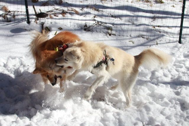 庭駆け回る大福 穴澤賢の犬のはなし