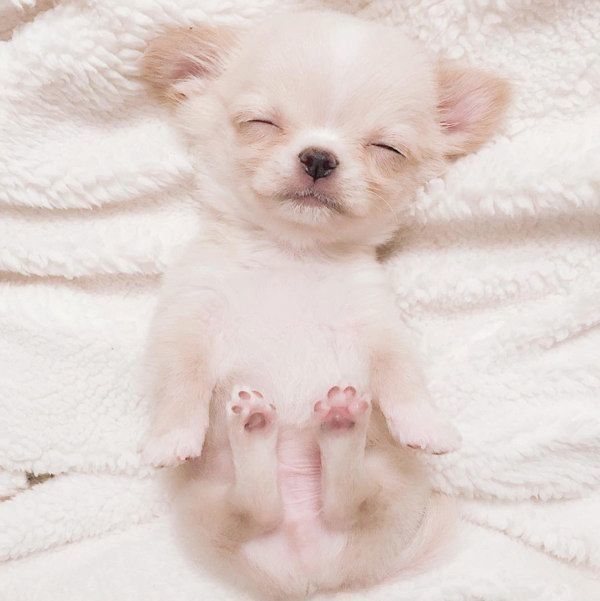 換毛期に気を付けたい肌トラブルとケア方法